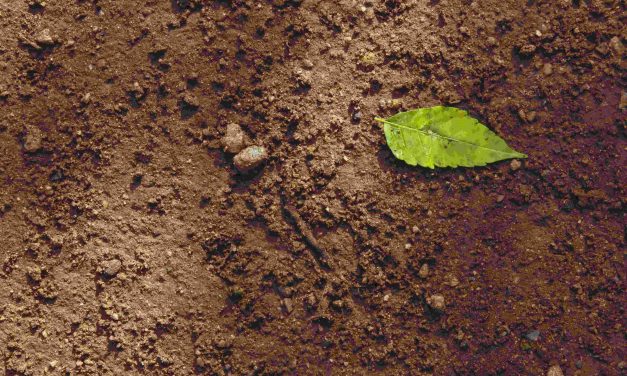 Study on the leakage morphology and temperature variations in the soil zone during large-scale buried CO<sub>2</sub> pipeline leakage